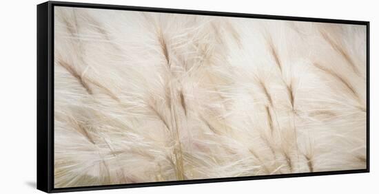 USA, Alaska, Arctic. Abstract of foxtail barley.-Jaynes Gallery-Framed Stretched Canvas