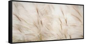 USA, Alaska, Arctic. Abstract of foxtail barley.-Jaynes Gallery-Framed Stretched Canvas