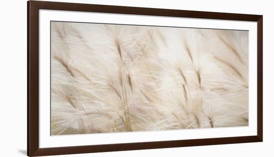 USA, Alaska, Arctic. Abstract of foxtail barley.-Jaynes Gallery-Framed Photographic Print
