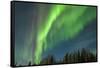 USA, Alaska. Aurora Borealis over Forest-Cathy & Gordon Illg-Framed Stretched Canvas