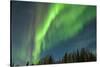 USA, Alaska. Aurora Borealis over Forest-Cathy & Gordon Illg-Stretched Canvas