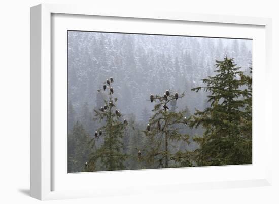 USA, Alaska. Bald eagles congregate in trees during-Margaret Gaines-Framed Photographic Print