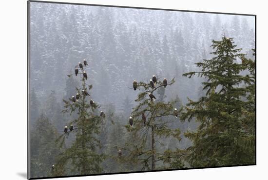 USA, Alaska. Bald eagles congregate in trees during-Margaret Gaines-Mounted Photographic Print