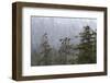 USA, Alaska. Bald eagles congregate in trees during-Margaret Gaines-Framed Photographic Print