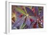 USA, Alaska, Brooks Range. Dewdrops on lupine leaves.-Jaynes Gallery-Framed Photographic Print