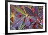 USA, Alaska, Brooks Range. Dewdrops on lupine leaves.-Jaynes Gallery-Framed Photographic Print