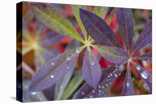 USA, Alaska, Brooks Range. Dewdrops on lupine leaves.-Jaynes Gallery-Stretched Canvas
