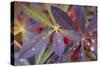 USA, Alaska, Brooks Range. Dewdrops on lupine leaves.-Jaynes Gallery-Stretched Canvas