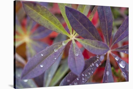 USA, Alaska, Brooks Range. Dewdrops on lupine leaves.-Jaynes Gallery-Stretched Canvas