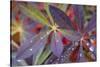 USA, Alaska, Brooks Range. Dewdrops on lupine leaves.-Jaynes Gallery-Stretched Canvas