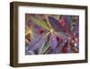 USA, Alaska, Brooks Range. Dewdrops on lupine leaves.-Jaynes Gallery-Framed Photographic Print