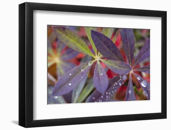 USA, Alaska, Brooks Range. Dewdrops on lupine leaves.-Jaynes Gallery-Framed Photographic Print