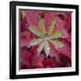 USA, Alaska, Brooks Range. Lupine and alpine bearberry plants.-Jaynes Gallery-Framed Photographic Print