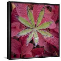 USA, Alaska, Brooks Range. Lupine and alpine bearberry plants.-Jaynes Gallery-Framed Photographic Print