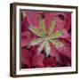 USA, Alaska, Brooks Range. Lupine and alpine bearberry plants.-Jaynes Gallery-Framed Photographic Print