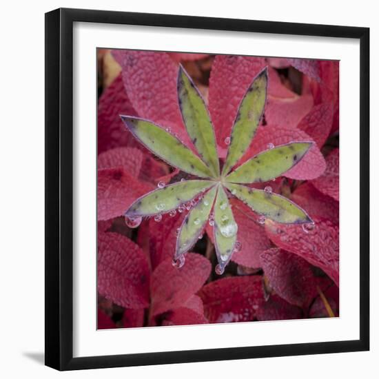 USA, Alaska, Brooks Range. Lupine and alpine bearberry plants.-Jaynes Gallery-Framed Photographic Print