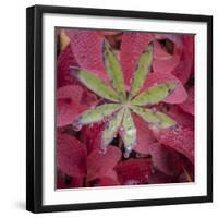 USA, Alaska, Brooks Range. Lupine and alpine bearberry plants.-Jaynes Gallery-Framed Photographic Print