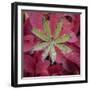 USA, Alaska, Brooks Range. Lupine and alpine bearberry plants.-Jaynes Gallery-Framed Photographic Print