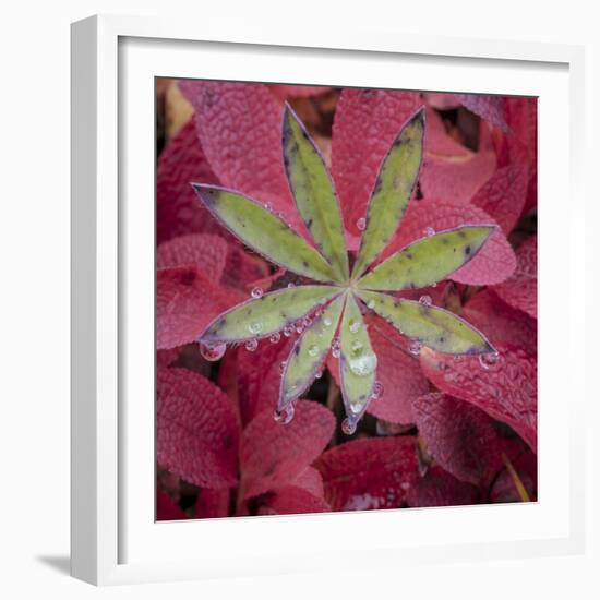 USA, Alaska, Brooks Range. Lupine and alpine bearberry plants.-Jaynes Gallery-Framed Photographic Print