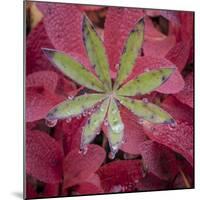 USA, Alaska, Brooks Range. Lupine and alpine bearberry plants.-Jaynes Gallery-Mounted Photographic Print