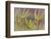 USA, Alaska, Brooks Range of lupine leaves.-Jaynes Gallery-Framed Photographic Print