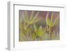 USA, Alaska, Brooks Range of lupine leaves.-Jaynes Gallery-Framed Photographic Print