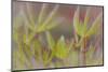 USA, Alaska, Brooks Range of lupine leaves.-Jaynes Gallery-Mounted Photographic Print