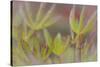 USA, Alaska, Brooks Range of lupine leaves.-Jaynes Gallery-Stretched Canvas