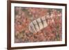 USA, Alaska, Brooks Range. Owl feather caught in dwarf birch.-Jaynes Gallery-Framed Photographic Print