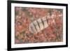 USA, Alaska, Brooks Range. Owl feather caught in dwarf birch.-Jaynes Gallery-Framed Photographic Print