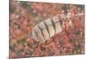 USA, Alaska, Brooks Range. Owl feather caught in dwarf birch.-Jaynes Gallery-Mounted Photographic Print