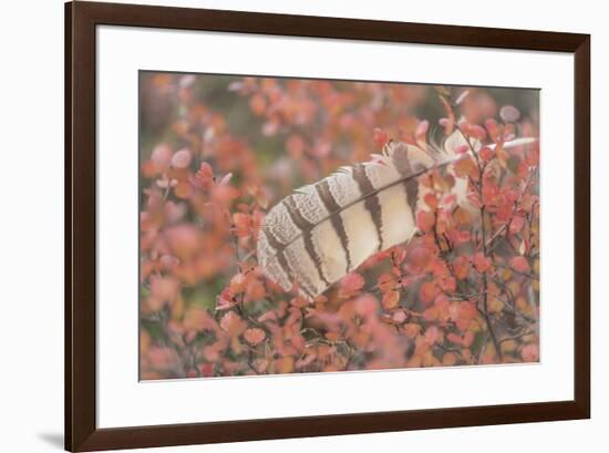 USA, Alaska, Brooks Range. Owl feather caught in dwarf birch.-Jaynes Gallery-Framed Premium Photographic Print