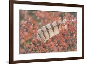 USA, Alaska, Brooks Range. Owl feather caught in dwarf birch.-Jaynes Gallery-Framed Premium Photographic Print