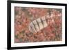 USA, Alaska, Brooks Range. Owl feather caught in dwarf birch.-Jaynes Gallery-Framed Premium Photographic Print