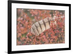 USA, Alaska, Brooks Range. Owl feather caught in dwarf birch.-Jaynes Gallery-Framed Premium Photographic Print