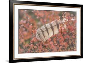 USA, Alaska, Brooks Range. Owl feather caught in dwarf birch.-Jaynes Gallery-Framed Premium Photographic Print