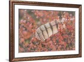 USA, Alaska, Brooks Range. Owl feather caught in dwarf birch.-Jaynes Gallery-Framed Premium Photographic Print