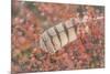 USA, Alaska, Brooks Range. Owl feather caught in dwarf birch.-Jaynes Gallery-Mounted Premium Photographic Print