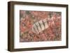 USA, Alaska, Brooks Range. Owl feather caught in dwarf birch.-Jaynes Gallery-Framed Photographic Print