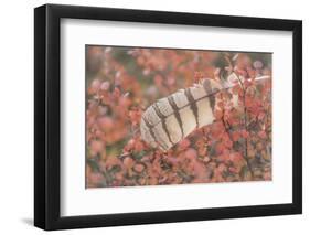 USA, Alaska, Brooks Range. Owl feather caught in dwarf birch.-Jaynes Gallery-Framed Photographic Print