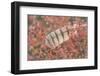 USA, Alaska, Brooks Range. Owl feather caught in dwarf birch.-Jaynes Gallery-Framed Photographic Print