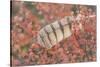 USA, Alaska, Brooks Range. Owl feather caught in dwarf birch.-Jaynes Gallery-Stretched Canvas