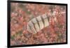 USA, Alaska, Brooks Range. Owl feather caught in dwarf birch.-Jaynes Gallery-Framed Photographic Print