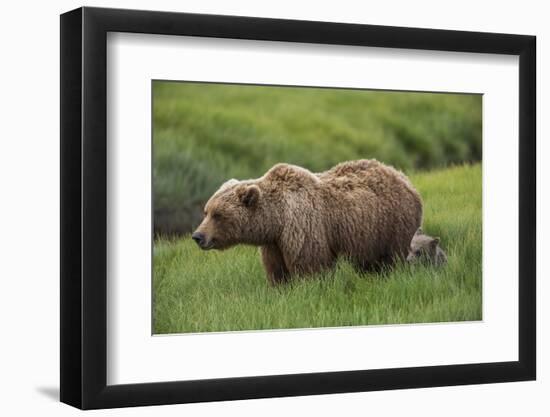 USA, Alaska, Brown Bear and Cub-Gavriel Jecan-Framed Photographic Print