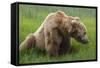 USA, Alaska, Brown Bear-Gavriel Jecan-Framed Stretched Canvas