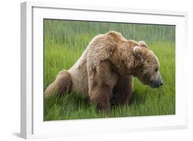 USA, Alaska, Brown Bear-Gavriel Jecan-Framed Photographic Print