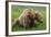 USA, Alaska, Brown Bear-Gavriel Jecan-Framed Photographic Print