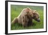 USA, Alaska, Brown Bear-Gavriel Jecan-Framed Photographic Print