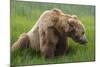 USA, Alaska, Brown Bear-Gavriel Jecan-Mounted Photographic Print