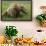 USA, Alaska, Brown Bear-Gavriel Jecan-Framed Photographic Print displayed on a wall